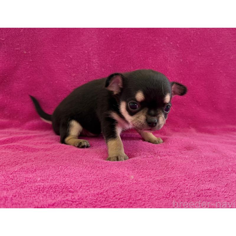 販売中の愛知県のチワワ(スムースコート)-437045の2枚目