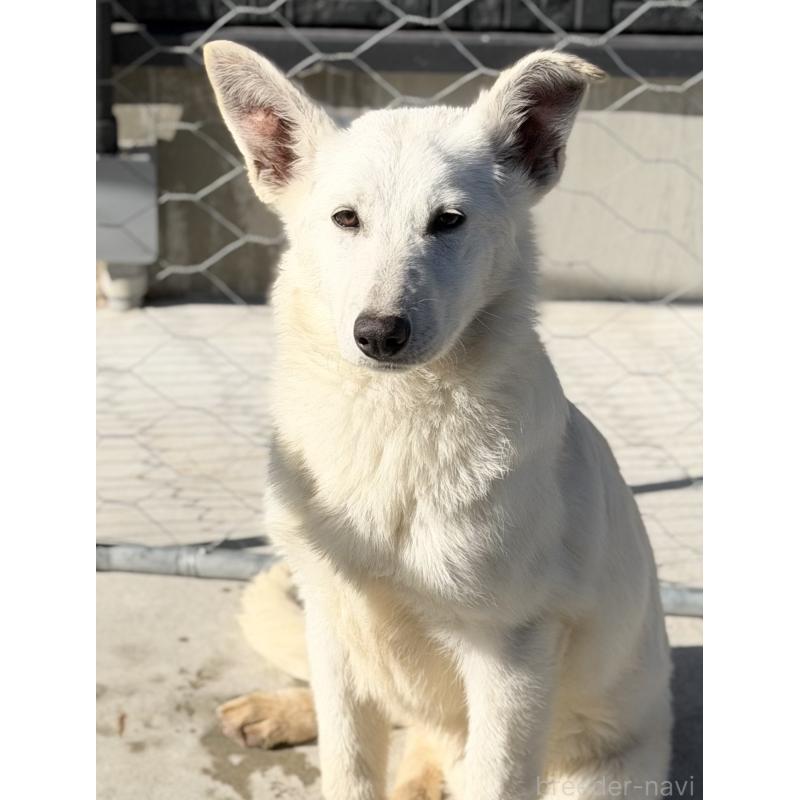 成約済の山梨県のホワイトシェパード-406759の6枚目