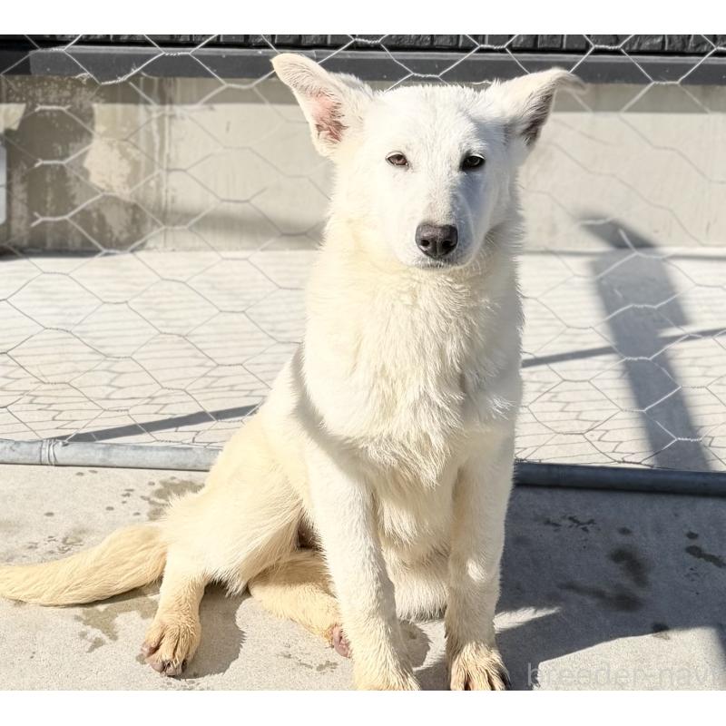 成約済の山梨県のホワイトシェパード-406759の5枚目