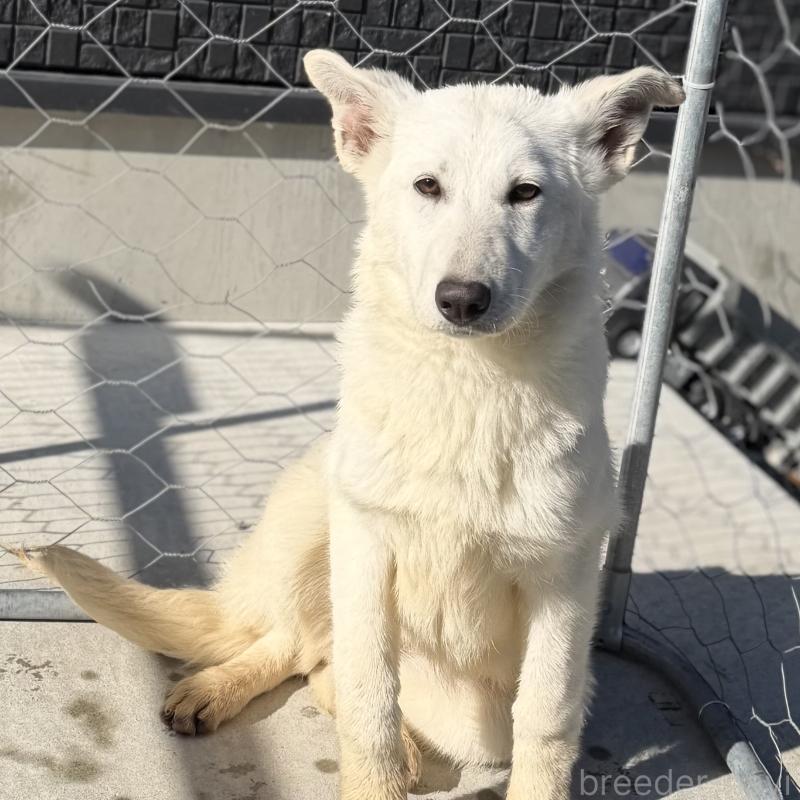 成約済の山梨県のホワイトシェパード-406759の4枚目