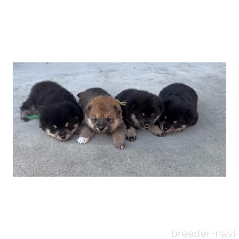 販売中の山梨県の柴犬-432313の8枚目