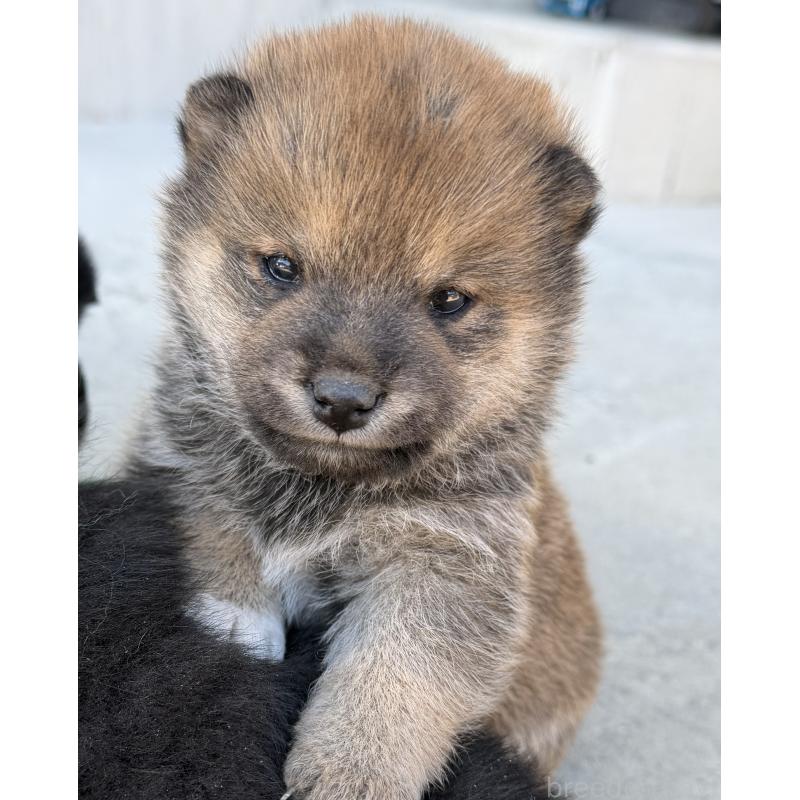 販売中の山梨県の柴犬-432313