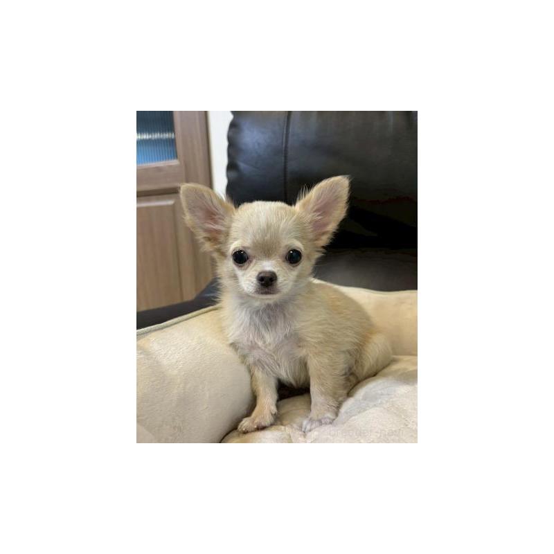 販売中の静岡県のチワワ(ロングコート)-437046の6枚目