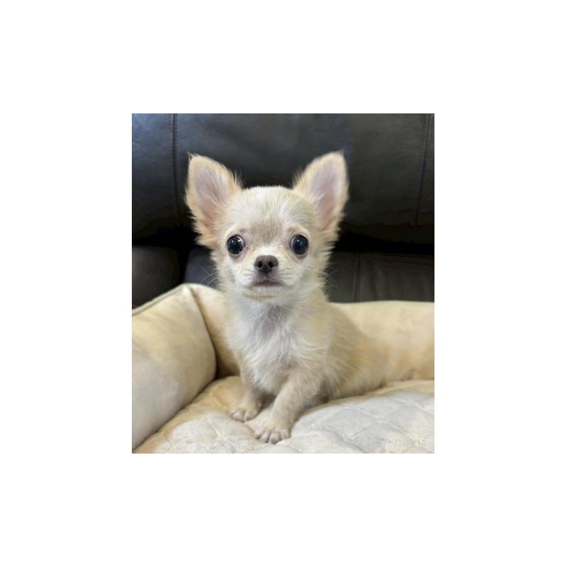 販売中の静岡県のチワワ(ロングコート)-437046の3枚目