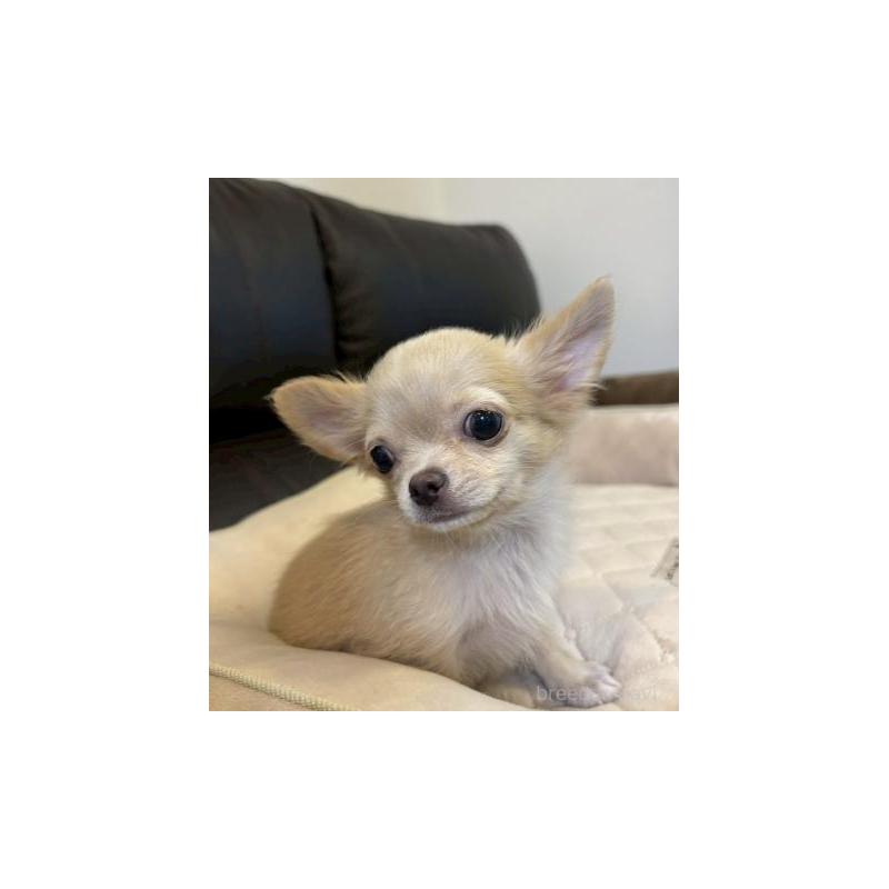 販売中の静岡県のチワワ(ロングコート)-437046の2枚目