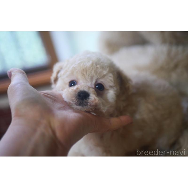販売中の香川県のタイニープードル-437047の4枚目