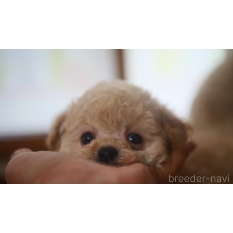 販売中の香川県のタイニープードル-437047の2枚目