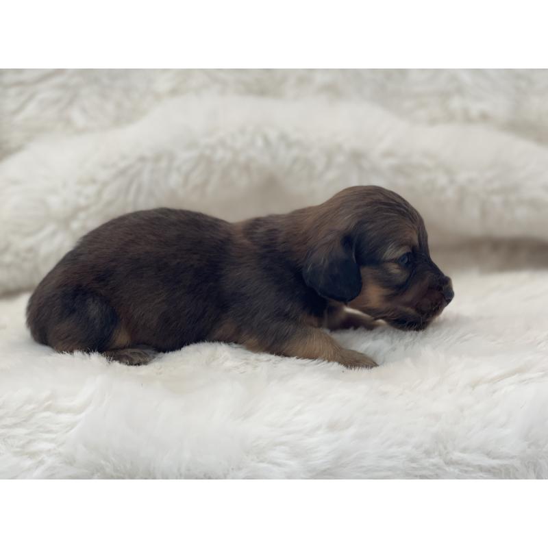 販売中の愛知県のミニチュアダックスフンド(ロングヘアード)-437048の2枚目