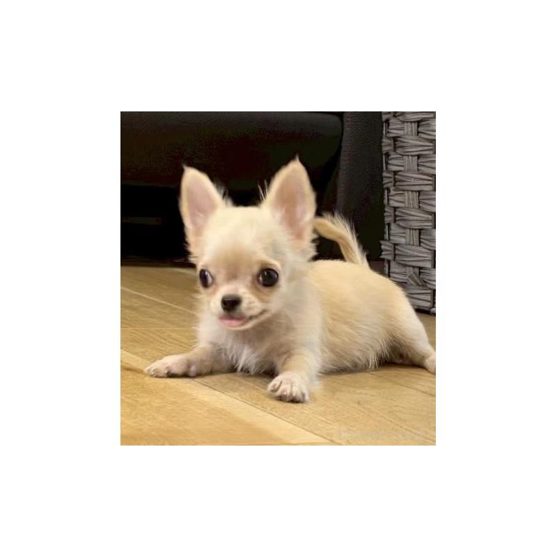 販売中の静岡県のチワワ(ロングコート)-437050の5枚目