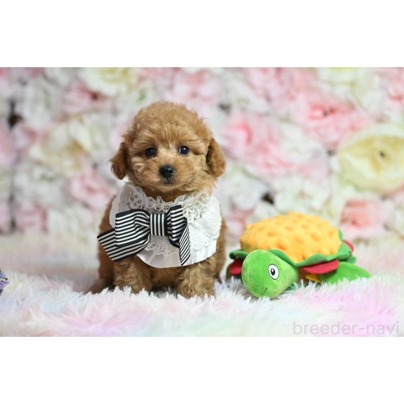 販売中の兵庫県のタイニープードル-437049の3枚目