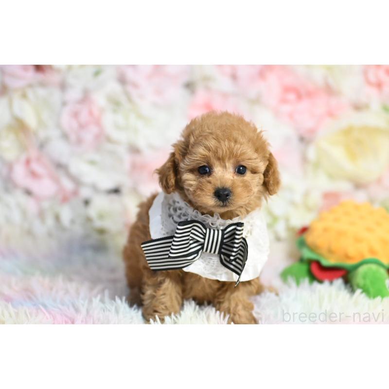 販売中の兵庫県のタイニープードル-437049の2枚目