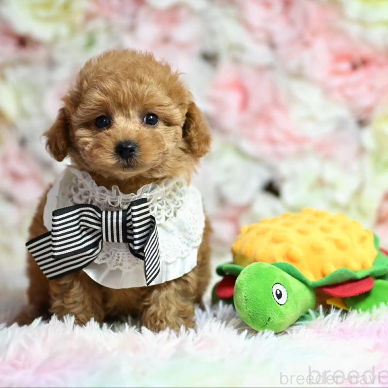 販売中の兵庫県のタイニープードル-437049の1枚目