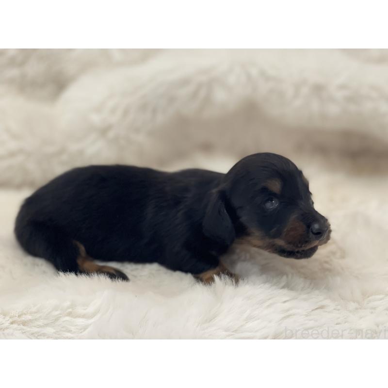 販売中の愛知県のミニチュアダックスフンド(ロングヘアード)-437051の2枚目