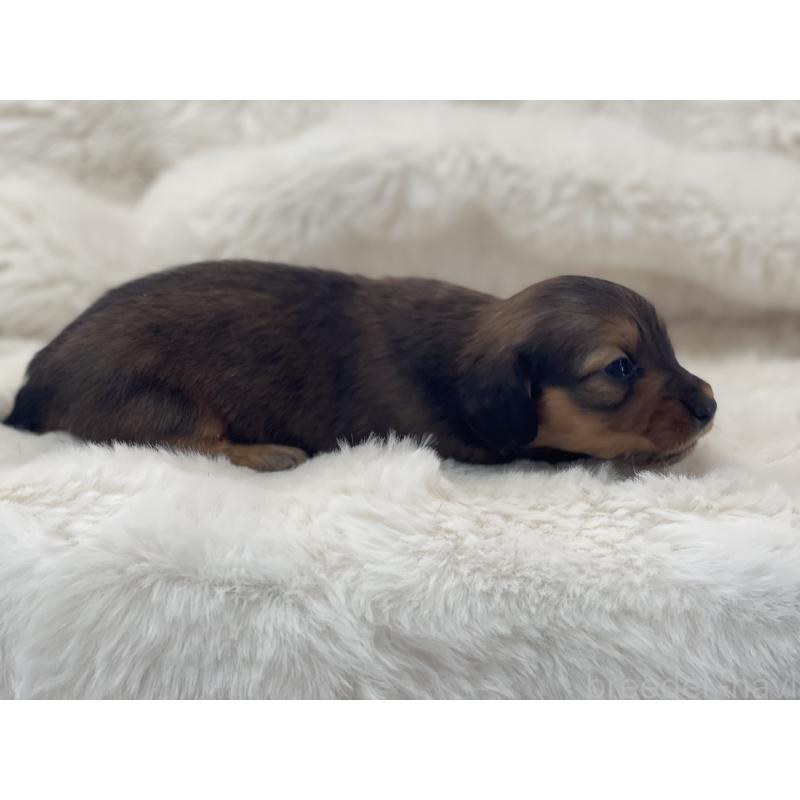 販売中の愛知県のミニチュアダックスフンド(ロングヘアード)-437052の2枚目