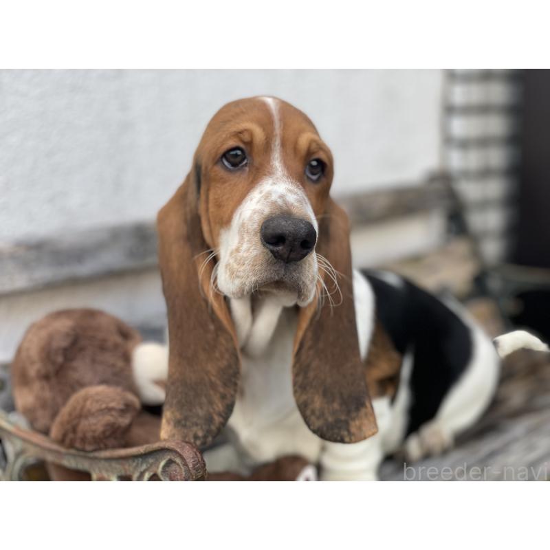 販売中の岐阜県のバセットハウンド-423291の3枚目