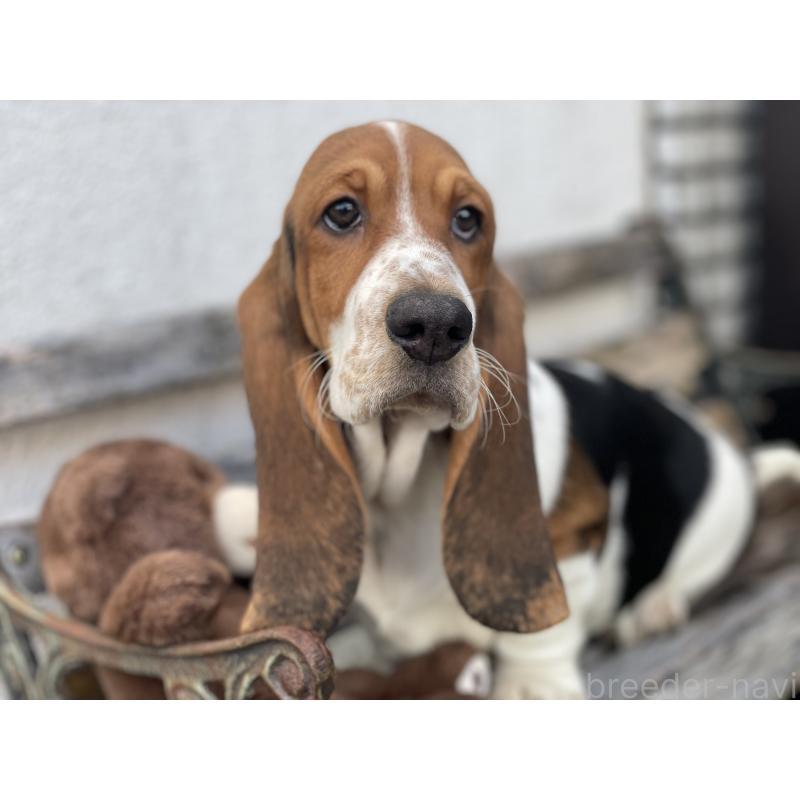 販売中の岐阜県のバセットハウンド-423291の2枚目