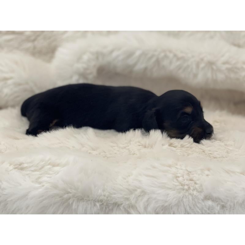 販売中の愛知県のミニチュアダックスフンド(ロングヘアード)-437053の2枚目