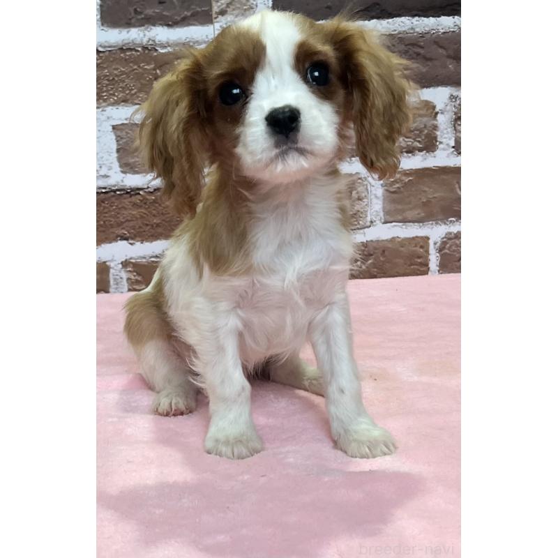 販売中の鹿児島県のキャバリアキングチャールズスパニエル-433330