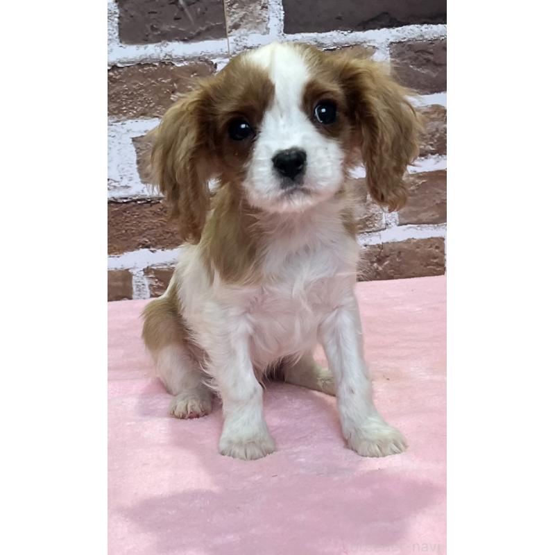 成約済の鹿児島県のキャバリアキングチャールズスパニエル-433330の8枚目