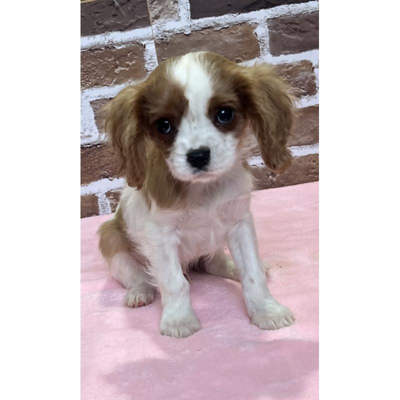 成約済の鹿児島県のキャバリアキングチャールズスパニエル-433330の7枚目