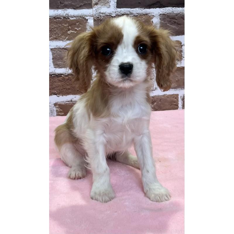 成約済の鹿児島県のキャバリアキングチャールズスパニエル-433330の6枚目