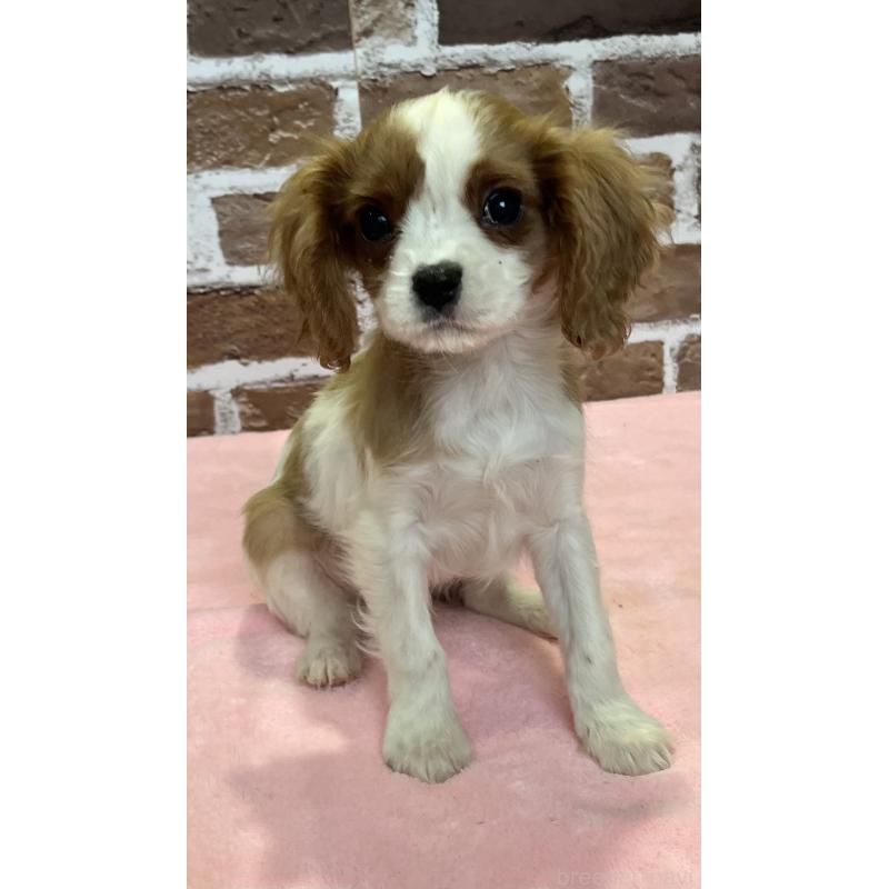 成約済の鹿児島県のキャバリアキングチャールズスパニエル-433330の5枚目