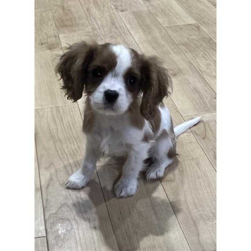 成約済の鹿児島県のキャバリアキングチャールズスパニエル-433330の4枚目