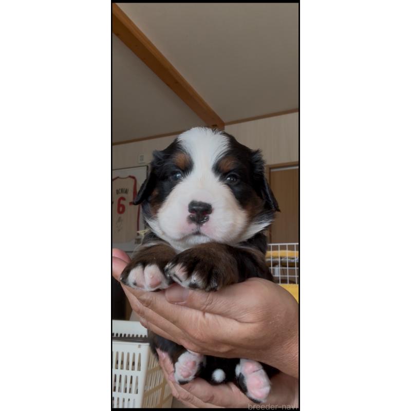 販売中の佐賀県のバーニーズマウンテンドッグ-437054の5枚目