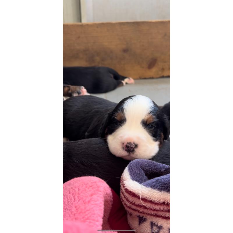 販売中の佐賀県のバーニーズマウンテンドッグ-437054の4枚目