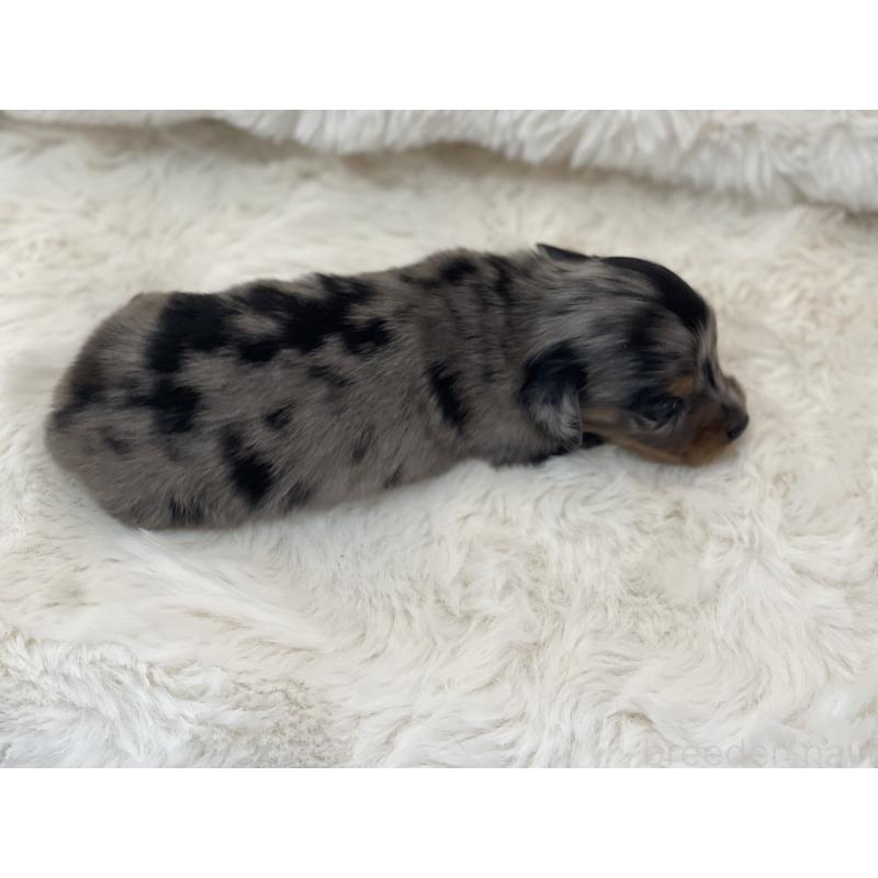 販売中の愛知県のミニチュアダックスフンド(ロングヘアード)-437055の2枚目