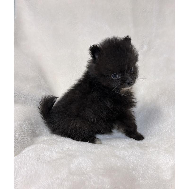 販売中の山口県のポメラニアン-437056の6枚目