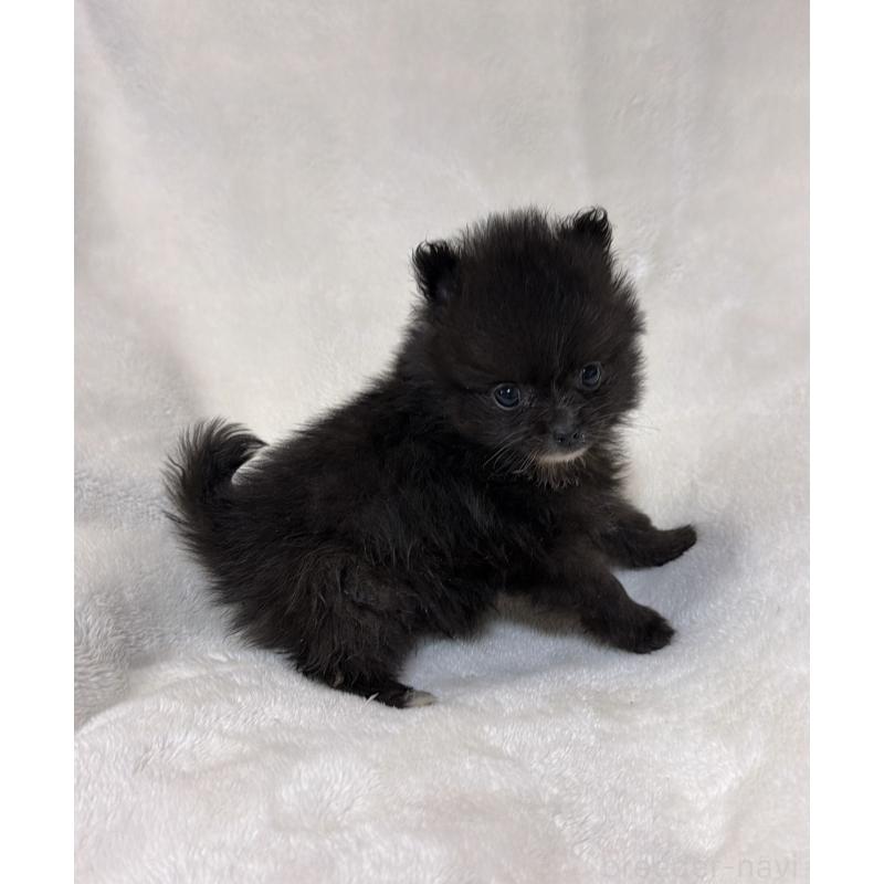 販売中の山口県のポメラニアン-437056の5枚目