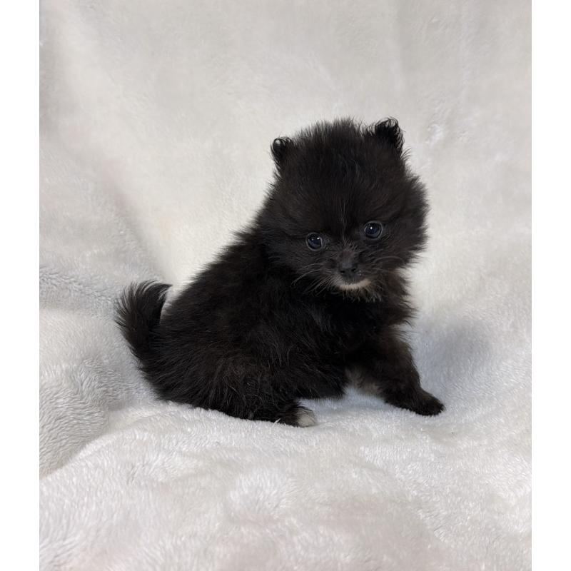 販売中の山口県のポメラニアン-437056の4枚目