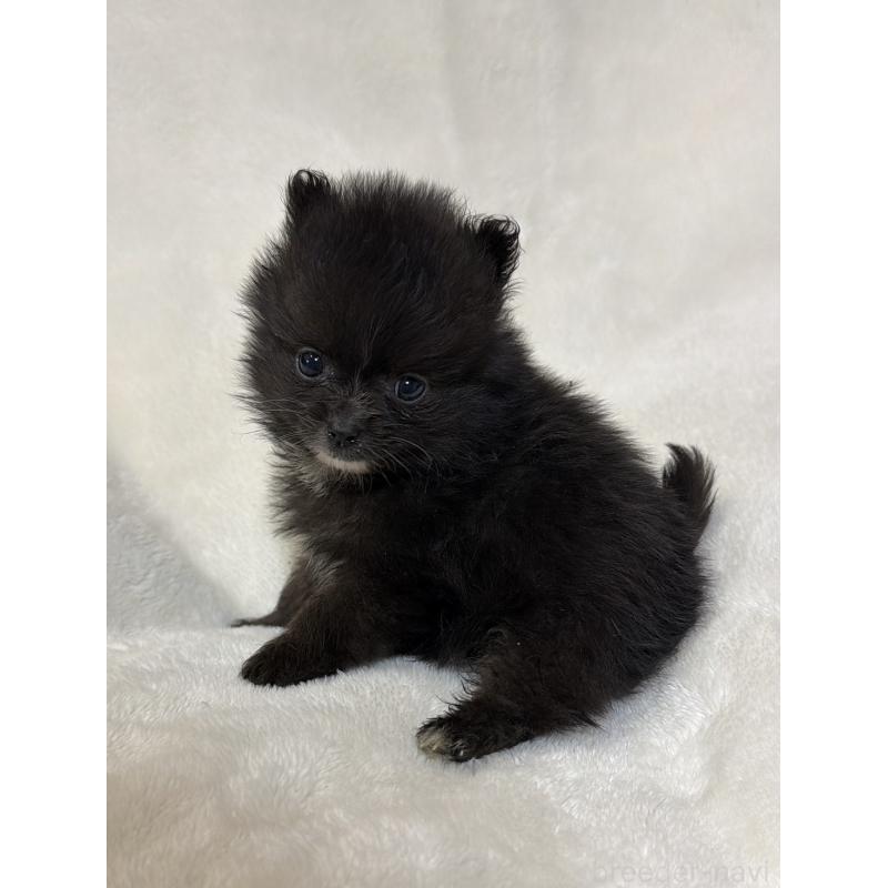 販売中の山口県のポメラニアン-437056の3枚目