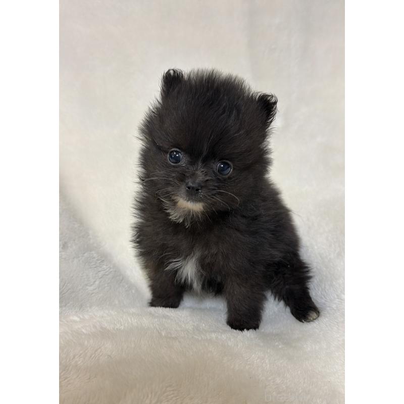 販売中の山口県のポメラニアン-437056の1枚目