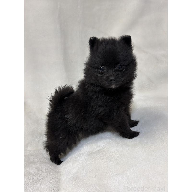 販売中の山口県のポメラニアン-434503