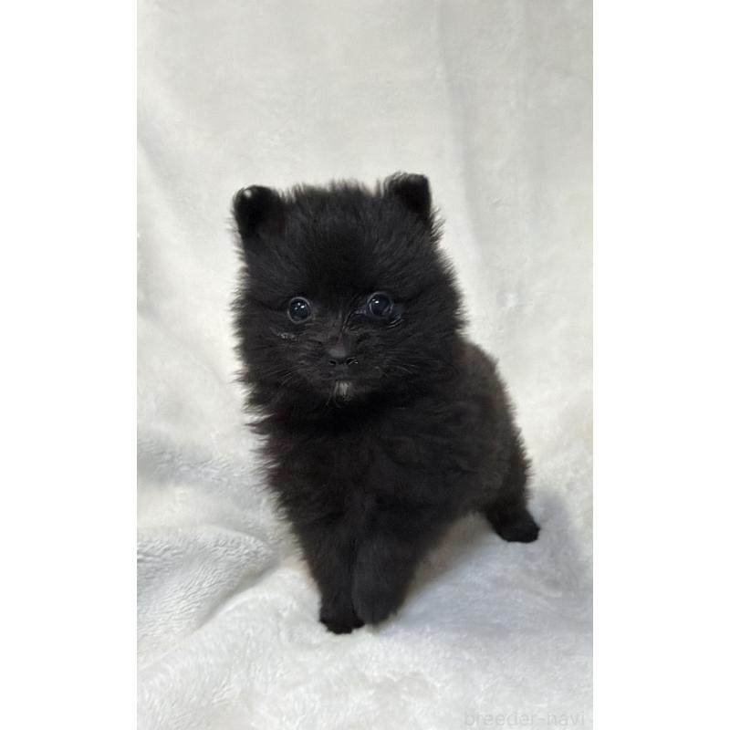 成約済の山口県のポメラニアン-434503の2枚目