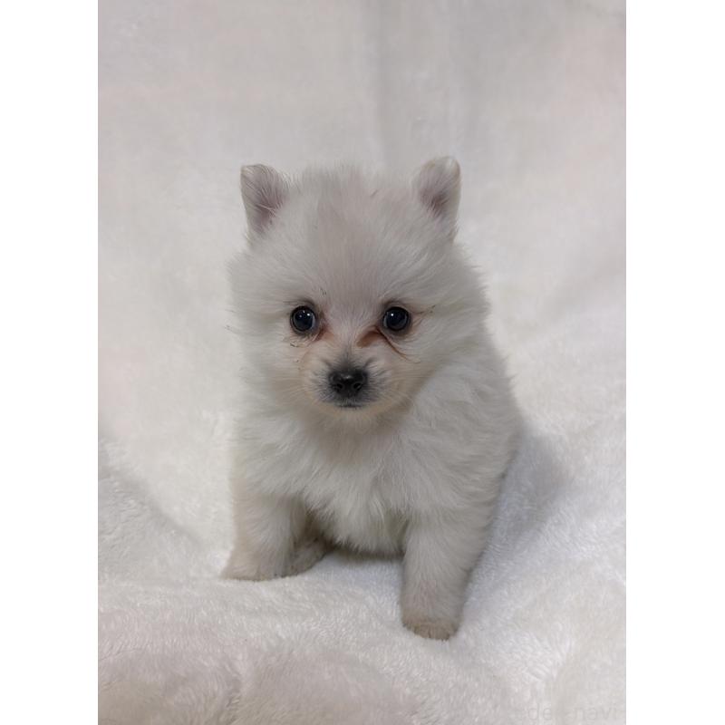 成約済の山口県のポメラニアン-434501の3枚目