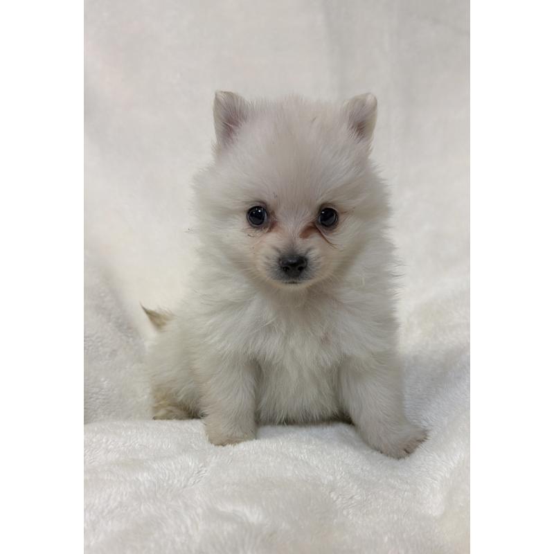 成約済の山口県のポメラニアン-434501の2枚目