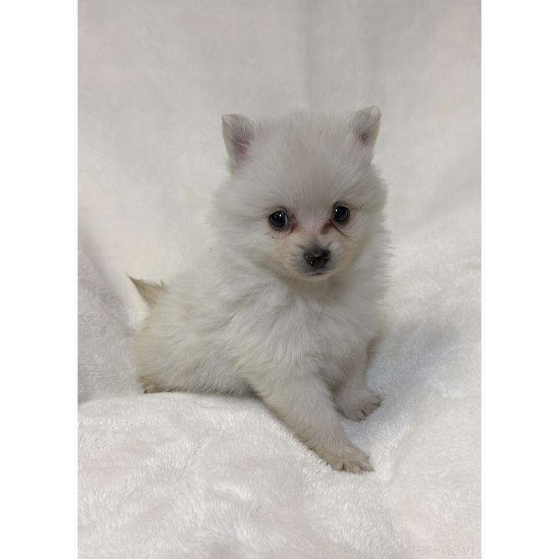 販売中の山口県のポメラニアン-434501