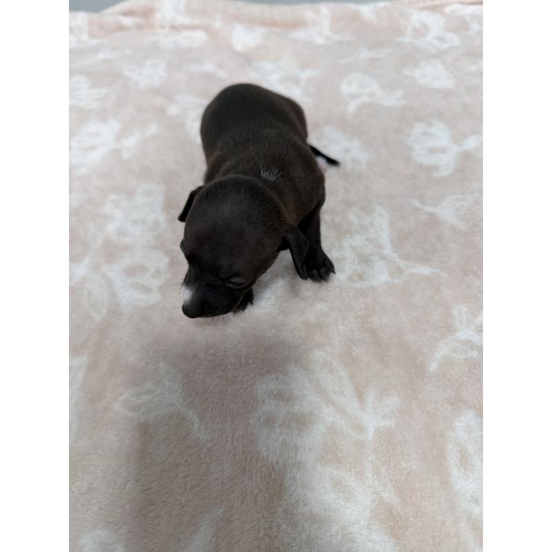 販売中の佐賀県のイタリアングレーハウンド(イタグレ)-437057の8枚目