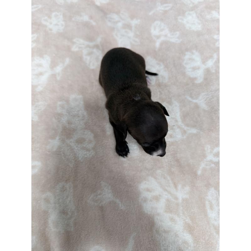 販売中の佐賀県のイタリアングレーハウンド(イタグレ)-437057の7枚目