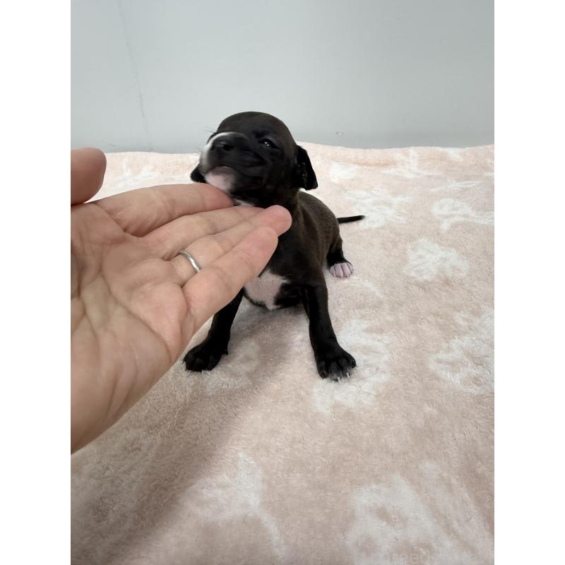 販売中の佐賀県のイタリアングレーハウンド(イタグレ)-437057の6枚目