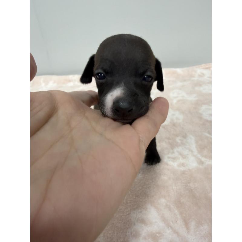 販売中の佐賀県のイタリアングレーハウンド(イタグレ)-437057の5枚目