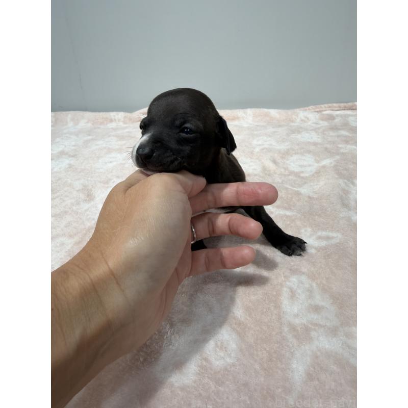 販売中の佐賀県のイタリアングレーハウンド(イタグレ)-437057の4枚目