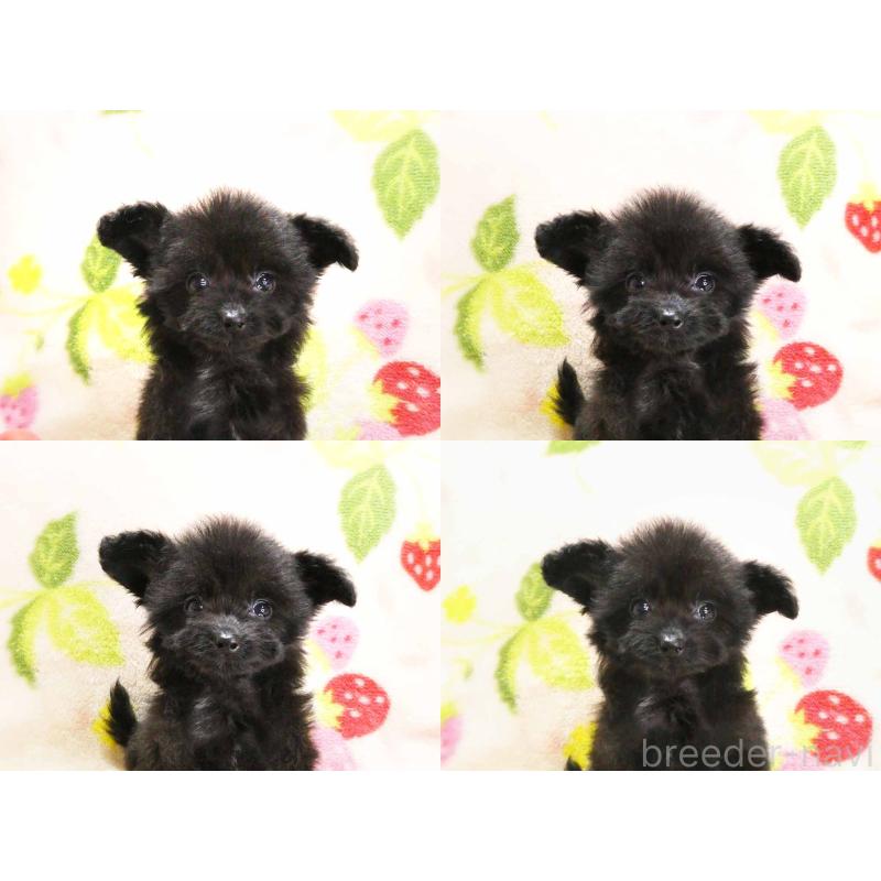 販売中の千葉県のチワプー:チワワ×トイプードル-429469の6枚目