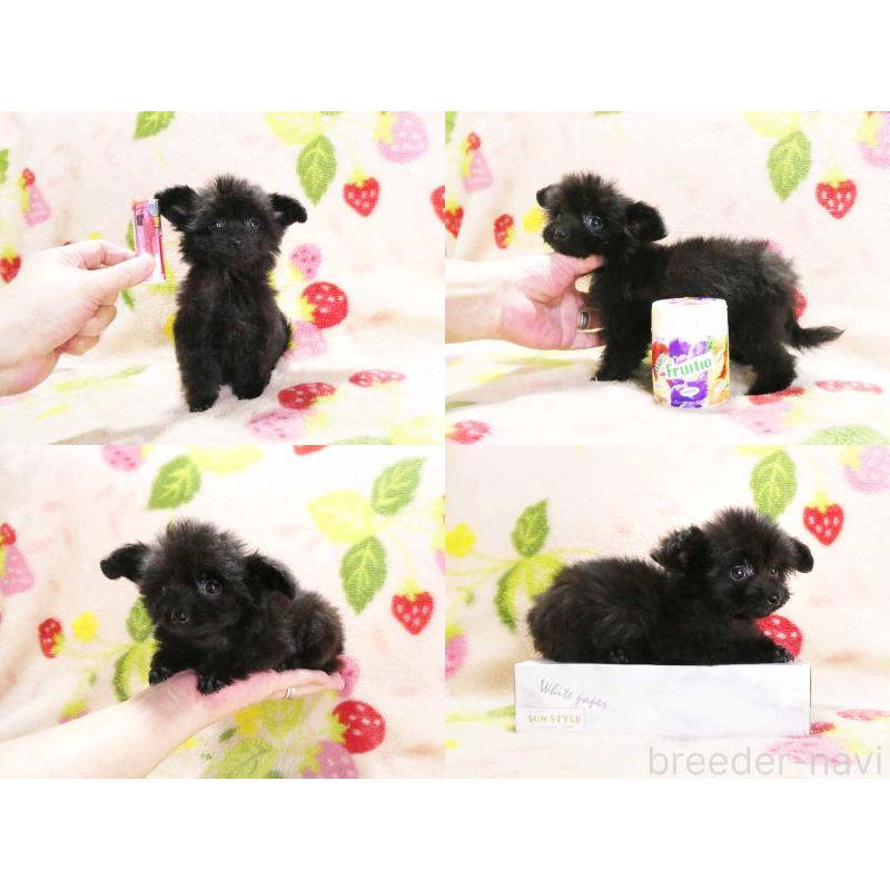 販売中の千葉県のチワプー:チワワ×トイプードル-429469の5枚目