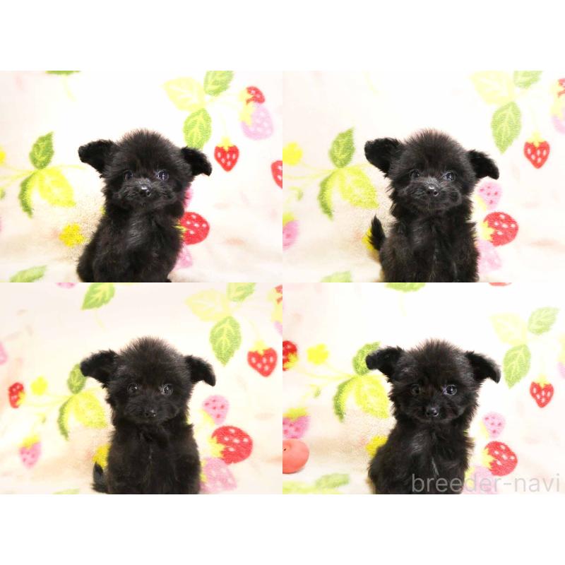 販売中の千葉県のチワプー:チワワ×トイプードル-429469の4枚目