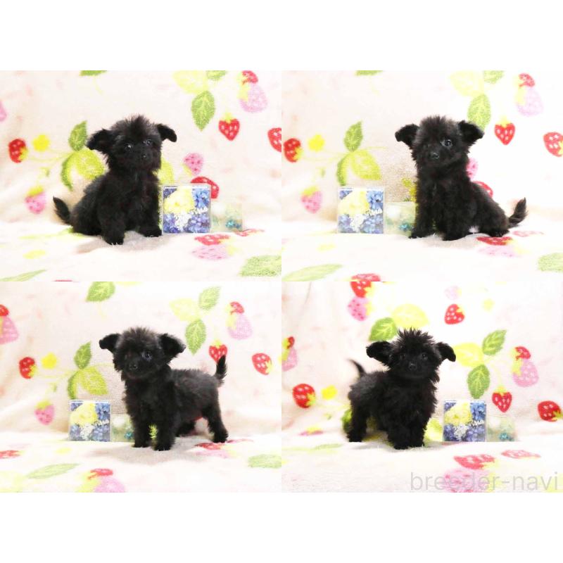 販売中の千葉県のチワプー:チワワ×トイプードル-429469の3枚目