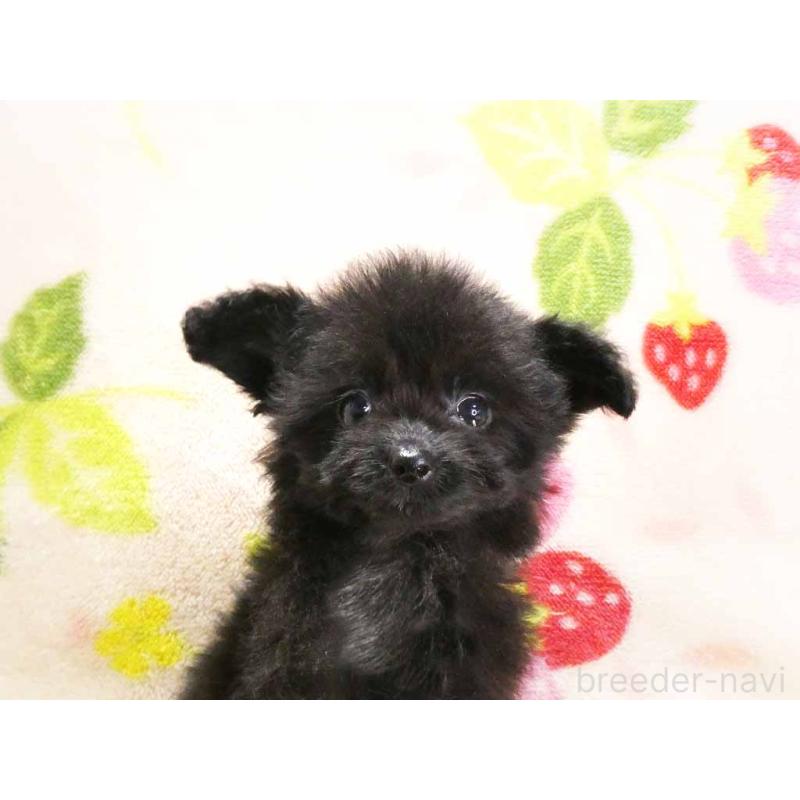 販売中の千葉県のチワプー:チワワ×トイプードル-429469の2枚目